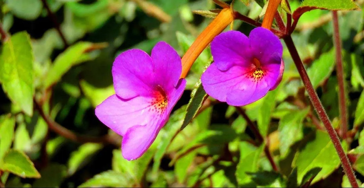 گل آخیمنس (Hot water Plant)نام علمی: (Achimenes longiflora)