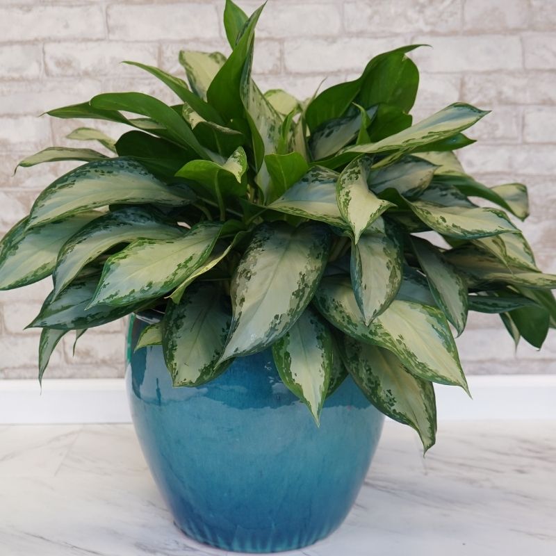 آگلونما اِمِرلد بِی (Aglaonema Emerald Bay)