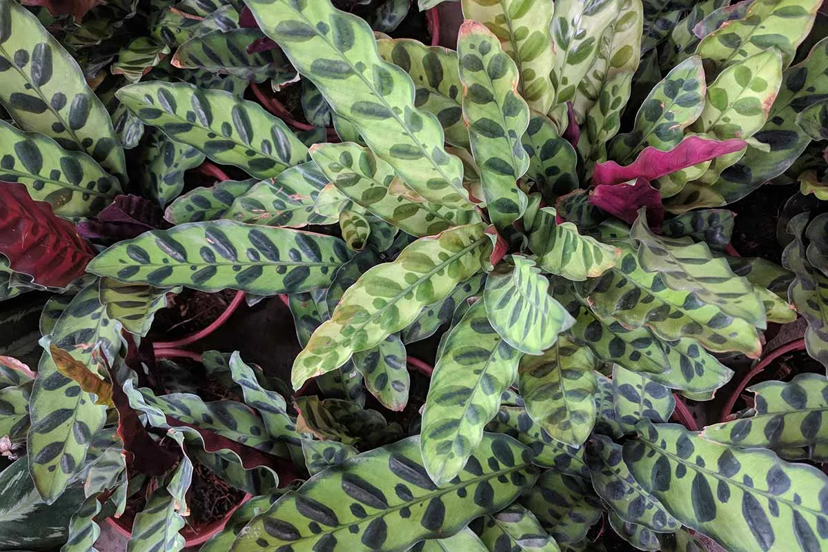  گیاه کالاتیا لانسیفولیا یا گیاهان مار زنگی (Calathea lancifolia)مجموعه تولیدی سیدوس تولید کننده گلدان پلاستیکی سیدوس