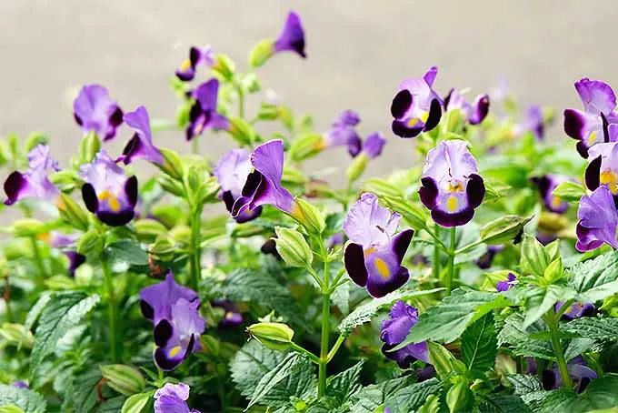 گیاه تورنیا فورنیری (Wishbone Flower)نام علمی: (Torenia fournieri)