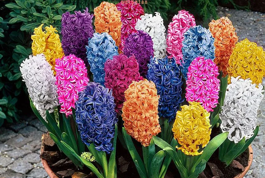 سُنبُل نام سرده‌ای از گل‌ها است که به تیرهٔ Hyacinthaceae تعلق دارد. این سرده در گذشته جزو تیرهٔ سوسنیان محسوب می‌شد. خاستگاه سنبل، شرق دریای مدیترانه، ایران، ترکمنستان و آفریقای جنوبی است. گل‌های سنبل خوش‌بو و جنبهٔ زینتی دارند.