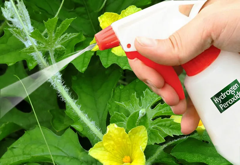 هیدروژن پراکسید در باغبانیHydrogen peroxide in gardening
مجموعه تولیدی سیدوس ,تولید کننده گلدان پلاستیکی سیدوس ,بیش از 120نوع, اعم از گلدان استوانه ای پلاستیکی سیدوس,گلدان الماسی پلاستیکی سیدوس,گلدان مربعی پلاستیکی,گلدان مثلثی پلاستیکی,گلدان گرد پلاستیکی ,باکس مستطیلی,در اندازه های کاکتوسی تا درختچه ای