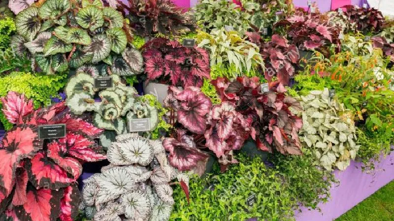 گل های بهاری وتابستانی مناسب باغچه (37گونه)Spring and summer flowers suitable for the garden (37 (species) مجموعه تولیدی سیدوس , تولید کننده گلدان های پلاستیکی سیدوس