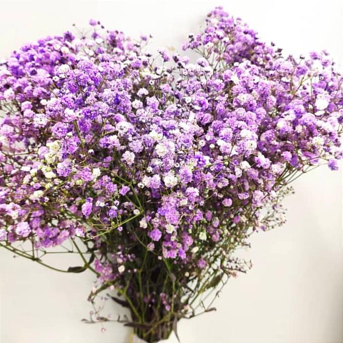 Gypsophila flower,گل ژیپسوفیلا,گل عروس