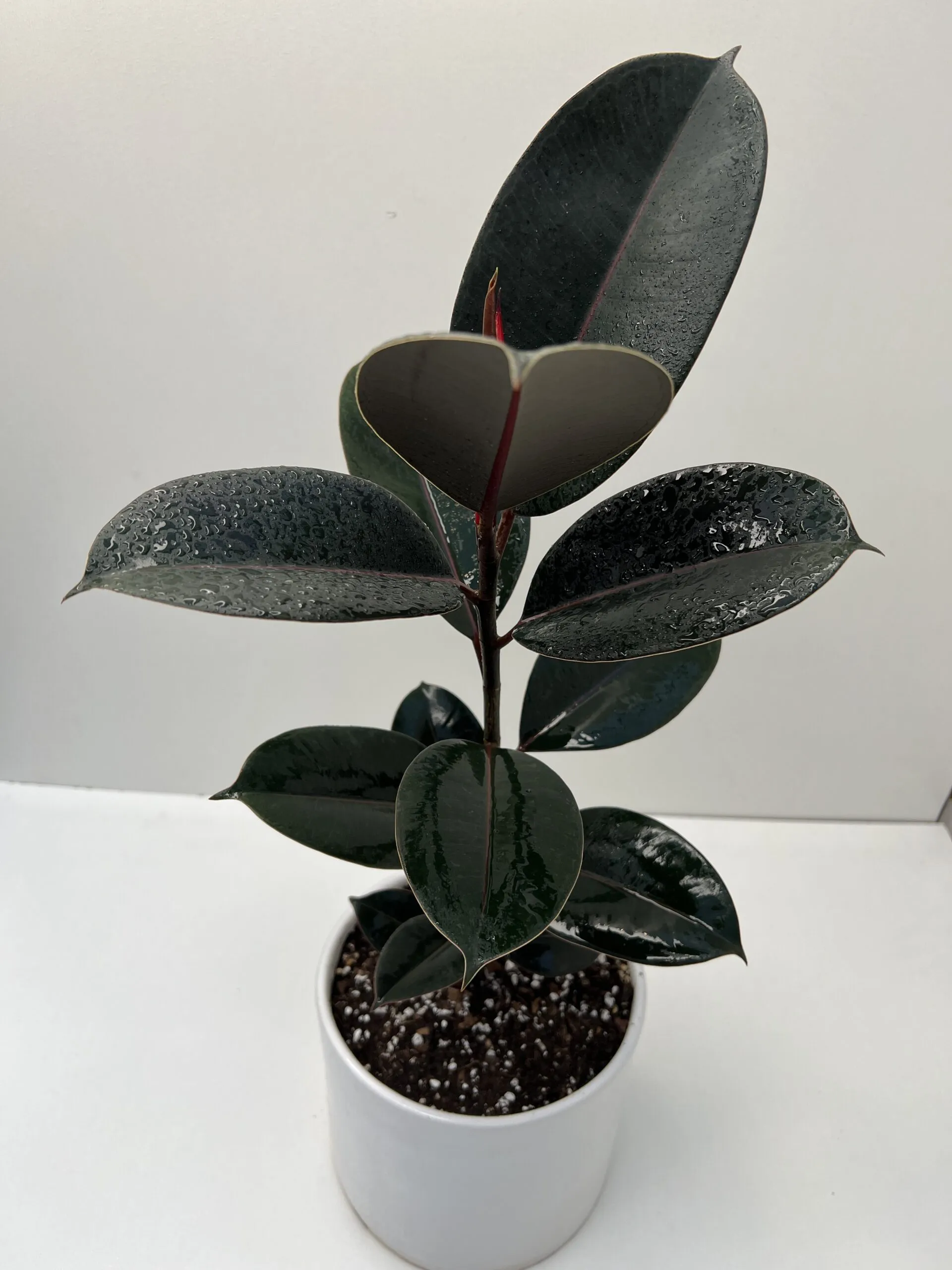 گیاه فیکوس الاستیکانام علمی این گیاه Ficus elastica و نام انگلیسی آن Rubber plant است مجموعه تولیدی سیدوس ,تولید کننده گلدان پلاستیکی سیدوس ,بیش از 120نوع, اعم از گلدان استوانه ای پلاستیکی سیدوس,گلدان الماسی پلاستیکی سیدوس,گلدان مربعی پلاستیکی,گلدان مثلثی پلاستیکی,گلدان گرد پلاستیکی ,باکس مستطیلی,در اندازه های کاکتوسی تا درختچه ای