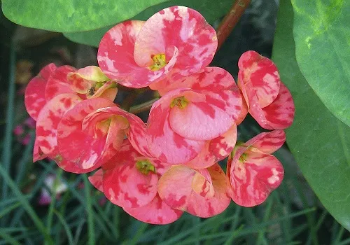 گل-مرجان,Euphorbia milii ,Milkweed