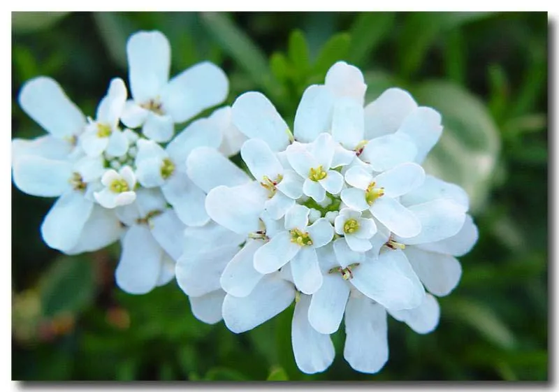 ایبریسIberis-Amara-