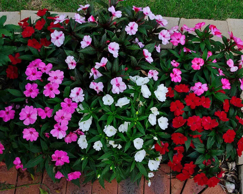 گل حنا از خانواده ( Balasminaceae) بانام علمی (Impatiens walleriana)مجموعه تولیدی سیدوس ,تولید کننده گلدان پلاستیکی سیدوس