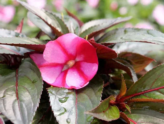 گل حنا از خانواده ( Balasminaceae) بانام علمی (Impatiens walleriana)مجموعه تولیدی سیدوس ,تولید کننده گلدان پلاستیکی سیدوس