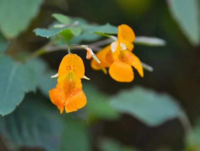 گل حنا از خانواده ( Balasminaceae) بانام علمی (Impatiens walleriana) مجموعه تولیدی سیدوس ,تولید کننده گلدان پلاستیکی سیدوس