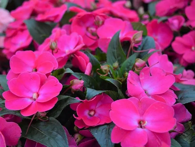 گل حنا از خانواده ( Balasminaceae) بانام علمی (Impatiens walleriana)مجموعه تولیدی سیدوس ,تولید کننده گلدان پلاستیکی سیدوس