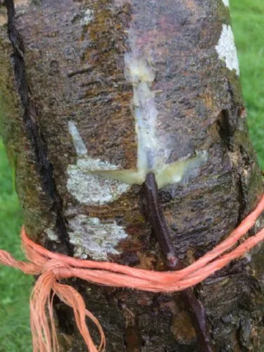 پیوند زدن گیاهان Transplanting plants
مجموعه تولیدی سیدوس ,تولید کننده گلدان پلاستیکی سیدوس ,بیش از 120نوع, اعم از گلدان استوانه ای پلاستیکی سیدوس,گلدان الماسی پلاستیکی سیدوس,گلدان مربعی پلاستیکی,گلدان مثلثی پلاستیکی,گلدان گرد پلاستیکی ,باکس مستطیلی,در اندازه های کاکتوسی تا درختچه ای
