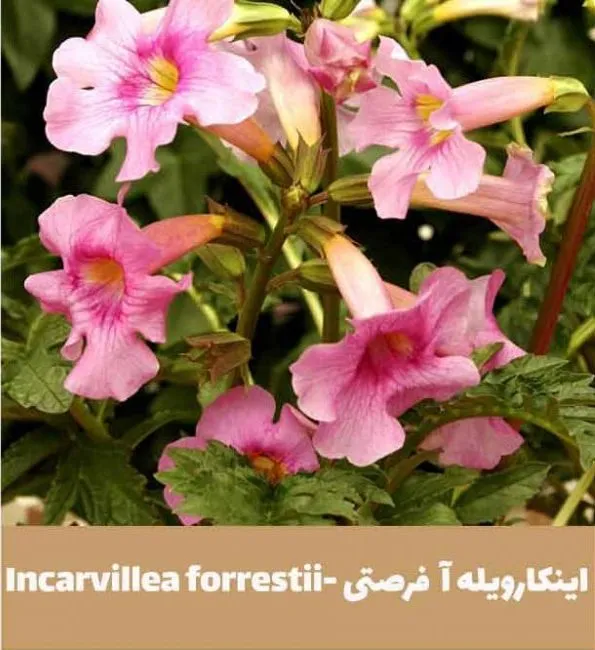 گل اینکارویله‌آـ خانواده: Bignoniaceae

<p>ـ نام علمی: Incarvillea delavayi<br />
مجموعه تولیدی سیدوس تولید کننده گلدان پلاستیکی سیدوس