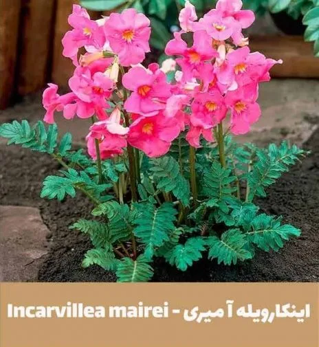 گل اینکارویله‌آـ خانواده: Bignoniaceae

<p>ـ نام علمی: Incarvillea delavayi<br />
مجموعه تولیدی سیدوس تولید کننده گلدان پلاستیکی سیدوس