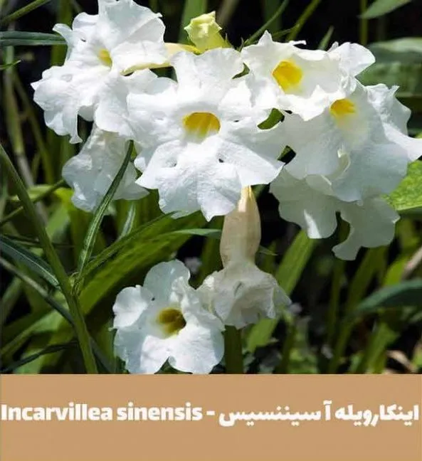 گل اینکارویله‌آـ خانواده: Bignoniaceae

<p>ـ نام علمی: Incarvillea delavayi<br />
مجموعه تولیدی سیدوس تولید کننده گلدان پلاستیکی سیدوس<br />
ـ خانواده: Bignoniaceae</p>

<p>ـ نام علمی: Incarvillea delavayi<br />
مجموعه تولیدی سیدوس تولید کننده گلدان پلاستیکی سیدوس
