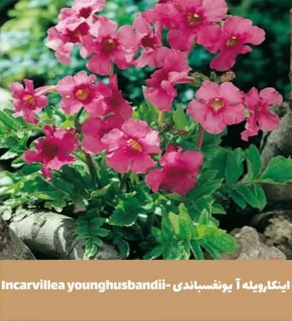 گل اینکارویله‌آـ خانواده: Bignoniaceae

<p>ـ نام علمی: Incarvillea delavayi<br />
مجموعه تولیدی سیدوس تولید کننده گلدان پلاستیکی سیدوس