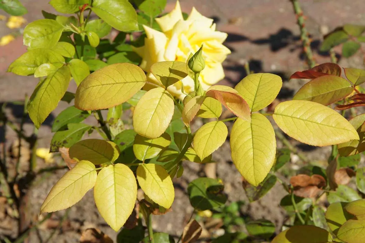 کمبود آهن در گیاه وعلائم آنIron-deficiency-in-plants-and-its-symptoms
مجموعه تولیدی سیدوس تولید کننده گلدان پلاستیکی سیدوس