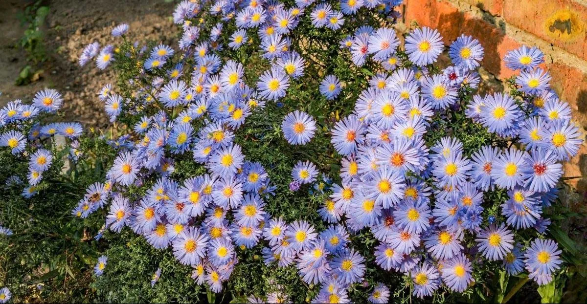 گیاه ستاره ایتالیایی/ گُل آستر (Italian Asters)نام علمی: (Aster amellus)