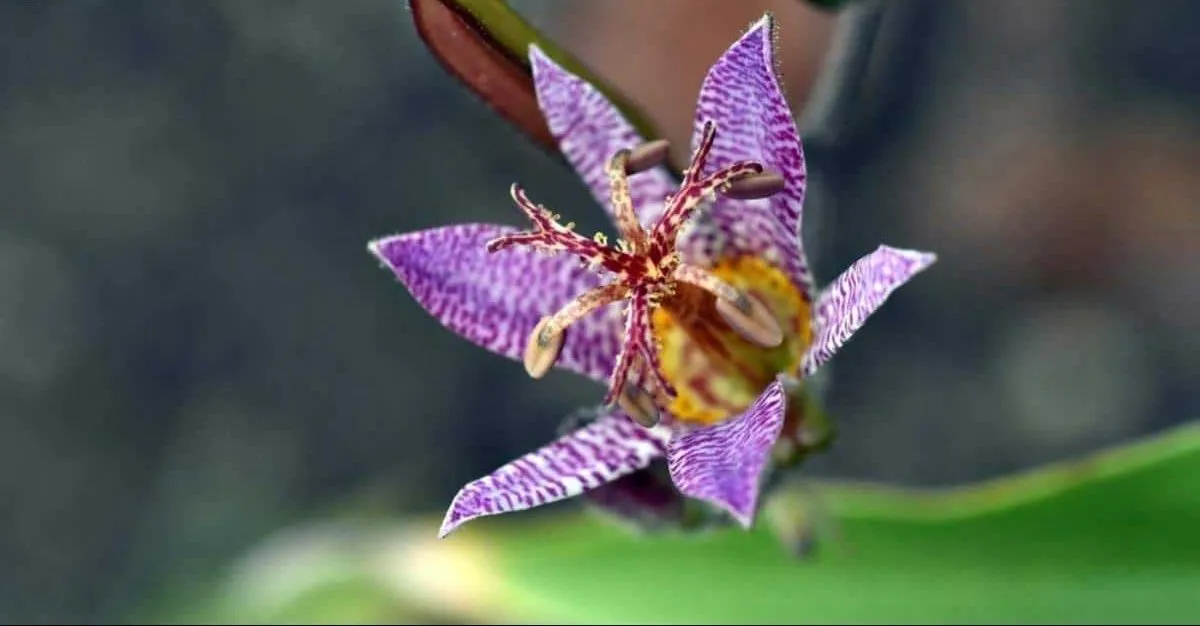 سوسن غوک پر مو (Japanese Toad Lily) نام علمی: (Tricyritis hirta)