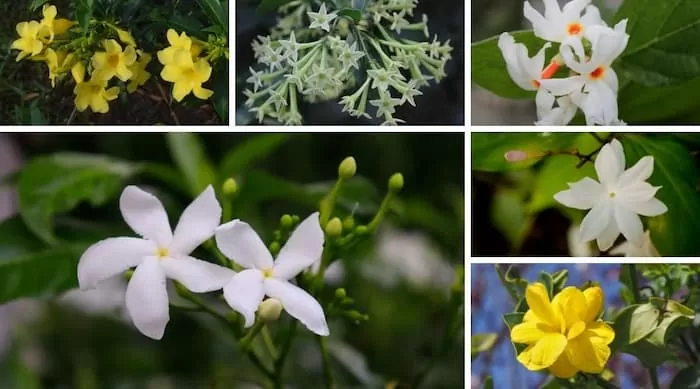 گل یاس Jasminum
