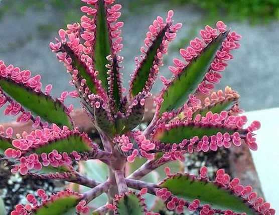 گیاه اشک تمساح با نام علمی Kalanchoe Daigremontiana و نام انگلیسی Bryophyllum از ساکولنت‌های خانواده Crassulaceae یا گل نازیان می‌باشد.مجموعه تولیدی سیدوس ,تولید کننده گلدان پلاستیکی سیدوس ,بیش از 120نوع, اعم از گلدان استوانه ای پلاستیکی سیدوس,گلدان الماسی پلاستیکی سیدوس,گلدان مربعی پلاستیکی,گلدان مثلثی پلاستیکی,گلدان گرد پلاستیکی ,باکس مستطیلی,در اندازه های کاکتوسی تا درختچه ای