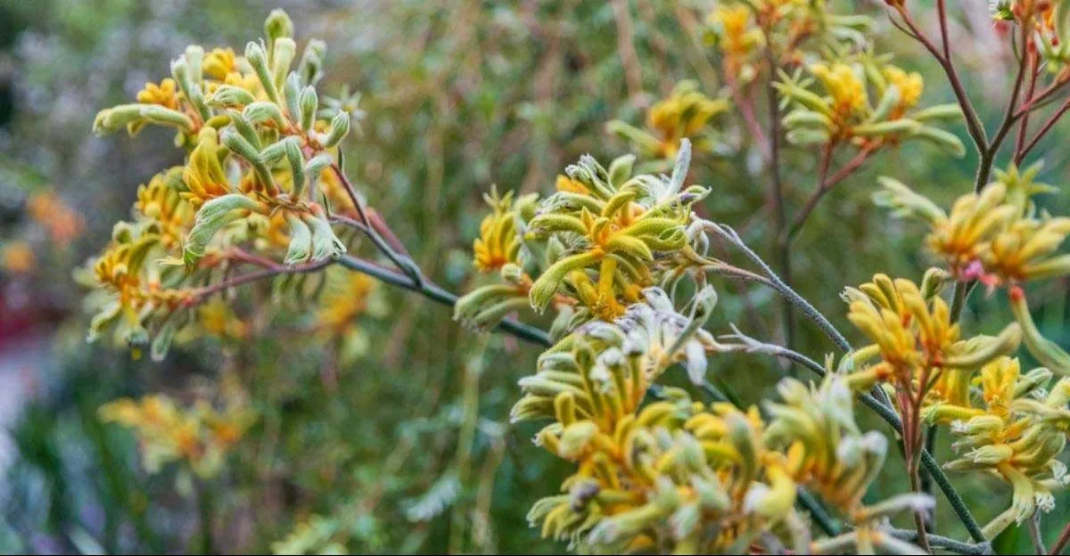 گیاه کانگورو (Kangaroo Paw)نام علمی: (Anigozanthos flavidus)