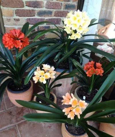 گل خورشیدی با نام انگلیسی Kaffir Lily یا Bush lily و نام علمی Clivia miniata شناخته می شود. این گل زیبا از خانواده ی Amaryllidacea بوده و موطن اصلی آن آفریقای جنوبی است گل خورشیدی در گلدان پلاستیکی سیدوس بسیار جذاب است.