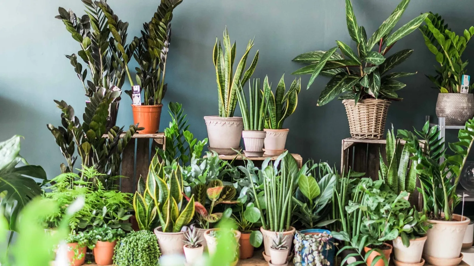  راه های مبارزه با بیماری گیاهان آپارتمانیWays to combat houseplant disease
گلدان پلاستیکی  Plastic pot,  plastic vase مجموعه تولیدی سیدوس ,تولید کننده گلدان پلاستیکی سیدوس ,بیش از 120نوع, اعم از گلدان استوانه ای پلاستیکی سیدوس,گلدان الماسی پلاستیکی سیدوس,گلدان مربعی پلاستیکی,گلدان مثلثی پلاستیکی,گلدان گرد پلاستیکی ,باکس مستطیلی,در اندازه های کاکتوسی تا درختچه ای

<p>تدوین:مینو غفوری ساداتیه</p>

<p>آدرس اینستاگرام:gooldono.stand.sidoos@</p>

<p>تلفن:09308743868