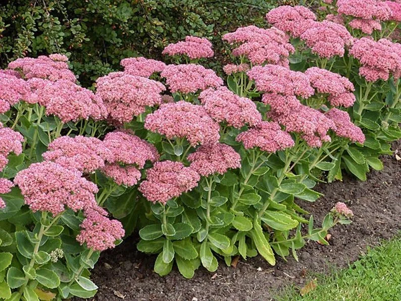 گیاه استون کراپ/ گل ناز (Stonecrop)نام علمی: (Sedum)
گلدان پلاستیکی سیدوس