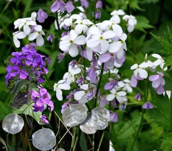 گل لوناریا (Honesty)نام علمی: (Lunaria annua)