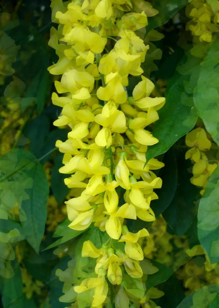 درخت پروانه Laburnum anagyroides L. anagyroides Common laburnum مجموعه تولیدی سیدوس تولید کننده گلدان پلاستیکی سیدوس