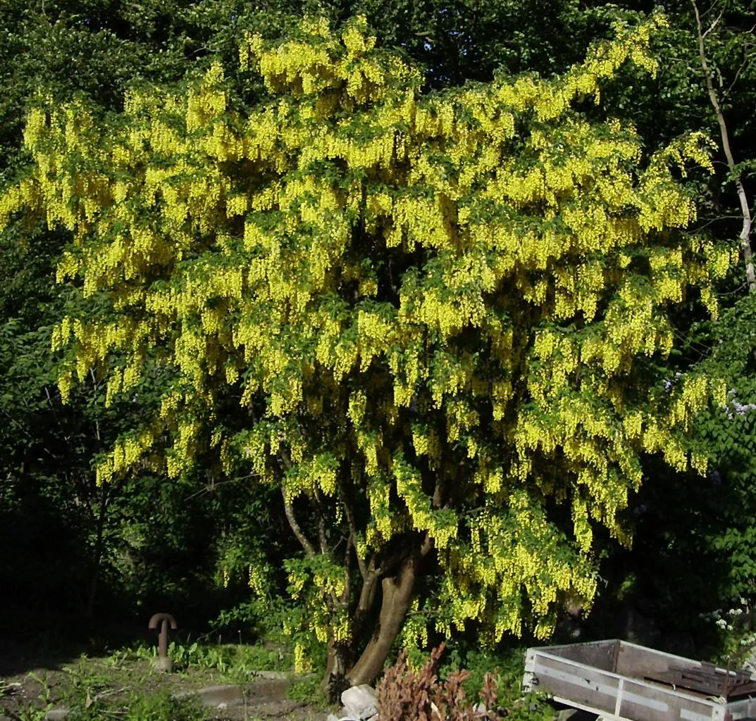 درخت پروانه Laburnum anagyroides L. anagyroides Common laburnum مجموعه تولیدی سیدوس تولید کننده گلدان پلاستیکی سیدوس