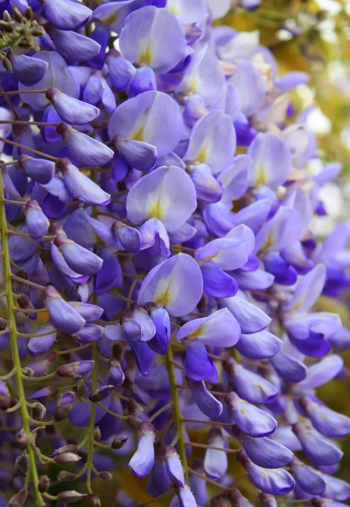 درخت پروانه Laburnum anagyroides L. anagyroides Common laburnum مجموعه تولیدی سیدوس تولید کننده گلدان پلاستیکی سیدوس ازدیاد: از طریق كاشت بذر در پاییز، پیوند در اواخر زمستان و پیوند جوانه در تابستان امكان پذیر است.