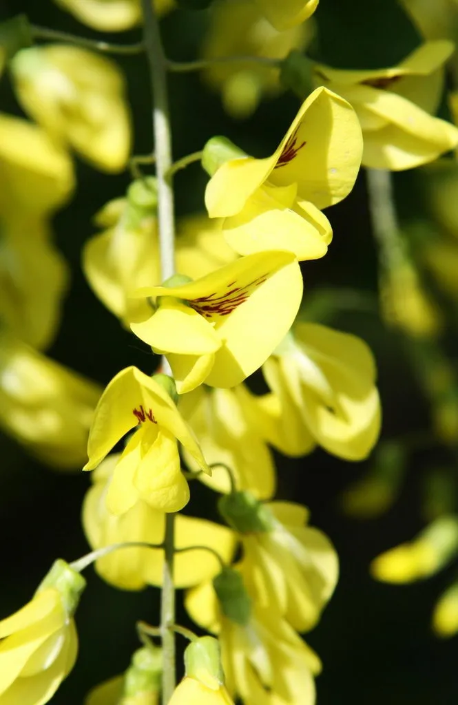 درخت پروانه Laburnum anagyroides L. anagyroides Common laburnum مجموعه تولیدی سیدوس تولید کننده گلدان پلاستیکی سیدوس