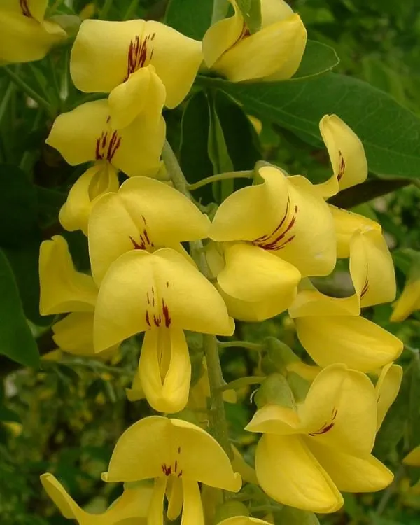 درخت پروانه Laburnum anagyroides L. anagyroides Common laburnum مجموعه تولیدی سیدوس تولید کننده گلدان پلاستیکی سیدوس