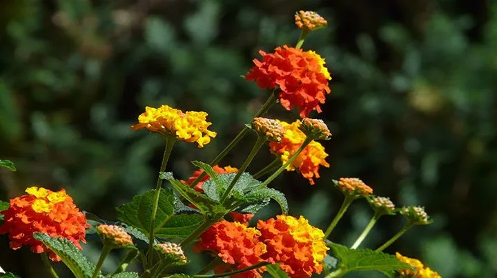 گل شاه پسند گیاهی با عادت رشد درختچه‌ای بوده و از خانواده Verbenaceae و نام علمی Verbena Bonariensis، متعلق به تیرۀ شاپسند است.مجموعه تولیدی سیدوس ,تولید کننده گلدان پلاستیکی سیدوس