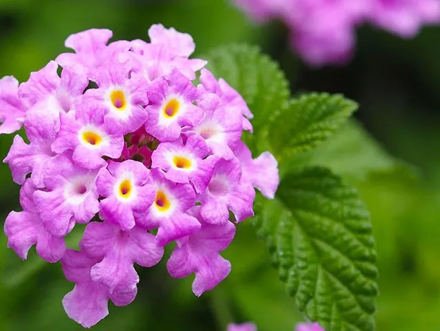 گل شاه پسند گیاهی با عادت رشد درختچه‌ای بوده و از خانواده Verbenaceae و نام علمی Verbena Bonariensis، متعلق به تیرۀ شاپسند است.مجموعه تولیدی سیدوس ,تولید کننده گلدان پلاستیکی سیدوس