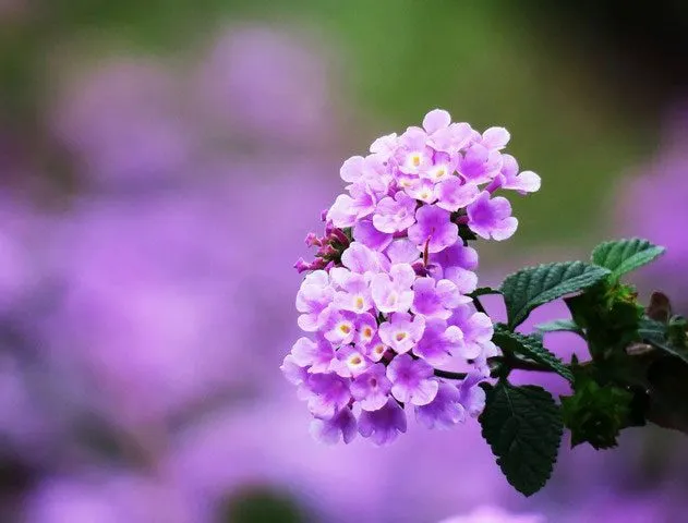 گل شاه پسند گیاهی با عادت رشد درختچه‌ای بوده و از خانواده Verbenaceae و نام علمی Verbena Bonariensis، متعلق به تیرۀ شاپسند است.مجموعه تولیدی سیدوس ,تولید کننده گلدان پلاستیکی سیدوس