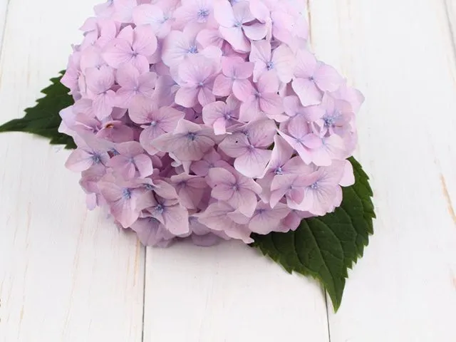 گل شاه پسند گیاهی با عادت رشد درختچه‌ای بوده و از خانواده Verbenaceae و نام علمی Verbena Bonariensis، متعلق به تیرۀ شاپسند است.مجموعه تولیدی سیدوس ,تولید کننده گلدان پلاستیکی سیدوس