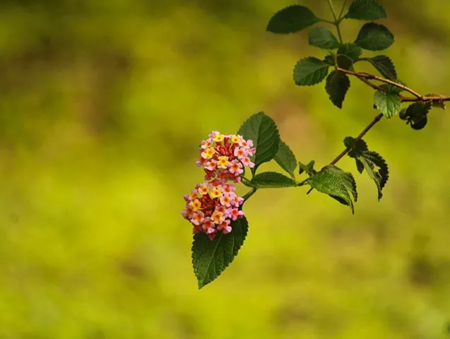 گل شاه پسند گیاهی با عادت رشد درختچه‌ای بوده و از خانواده Verbenaceae و نام علمی Verbena Bonariensis، متعلق به تیرۀ شاپسند است.مجموعه تولیدی سیدوس ,تولید کننده گلدان پلاستیکی سیدوس