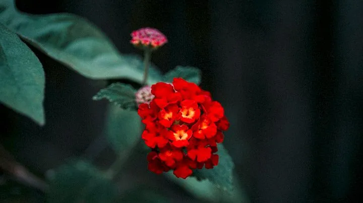 گل شاه پسند گیاهی با عادت رشد درختچه‌ای بوده و از خانواده Verbenaceae و نام علمی Verbena Bonariensis، متعلق به تیرۀ شاپسند است.مجموعه تولیدی سیدوس ,تولید کننده گلدان پلاستیکی سیدوس