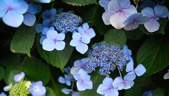 گل شاه پسند گیاهی با عادت رشد درختچه‌ای بوده و از خانواده Verbenaceae و نام علمی Verbena Bonariensis، متعلق به تیرۀ شاپسند است.مجموعه تولیدی سیدوس ,تولید کننده گلدان پلاستیکی سیدوس