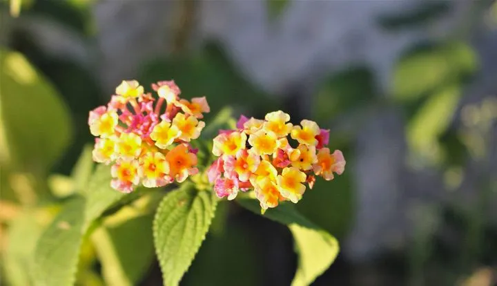 گل شاه پسند گیاهی با عادت رشد درختچه‌ای بوده و از خانواده Verbenaceae و نام علمی Verbena Bonariensis، متعلق به تیرۀ شاپسند است.مجموعه تولیدی سیدوس ,تولید کننده گلدان پلاستیکی سیدوس