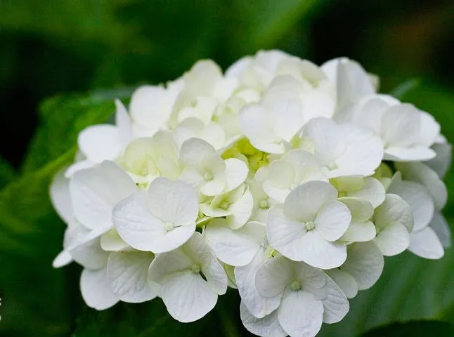 گل شاه پسند گیاهی با عادت رشد درختچه‌ای بوده و از خانواده Verbenaceae و نام علمی Verbena Bonariensis، متعلق به تیرۀ شاپسند است.مجموعه تولیدی سیدوس ,تولید کننده گلدان پلاستیکی سیدوس