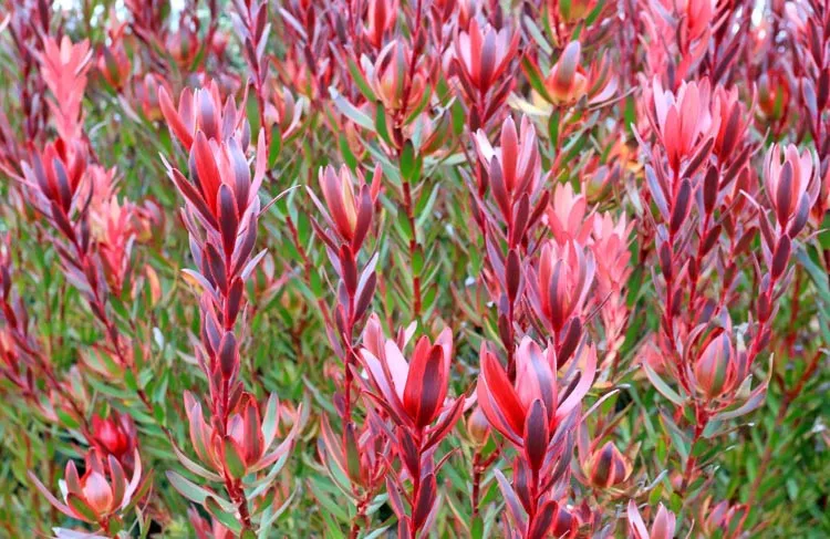 گیاه لوکاندرون (Conebush)نام علمی: (Leucadendron salignum)