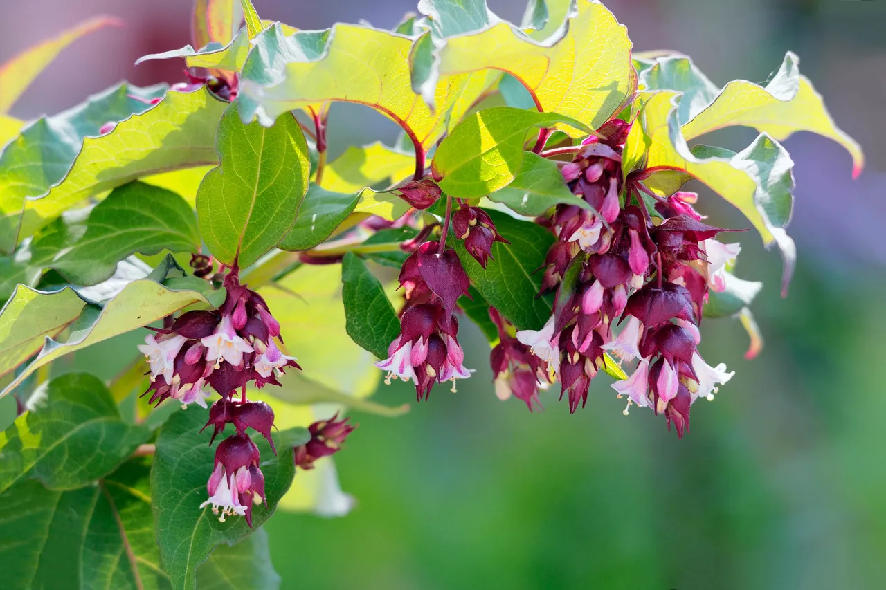 Leycesteria formosa، توت قرقاول،