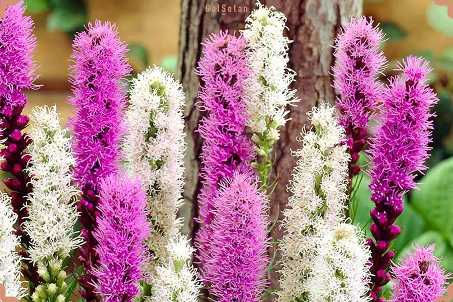 گیاه لیاتریس (Gayfeather)نام علمی: (Liatris spicata)