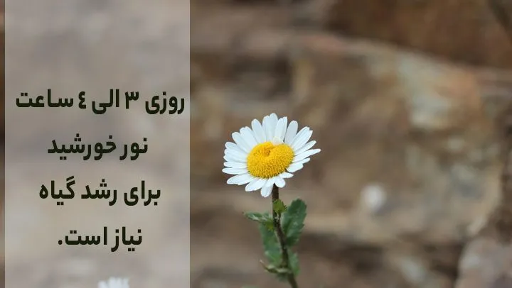 گل مینامینای چمنی
دِیْزی چمنی، مینای معمولی و مینای انگلیسی,مینای چینی,مینای افریقایی یا چشم آبی
Aster+  Michaelmas Daisy
(Bellis perennis)
مجموعه تولیدی سیدوس تولید کننده گلدان پلاستیکی سیدوس
