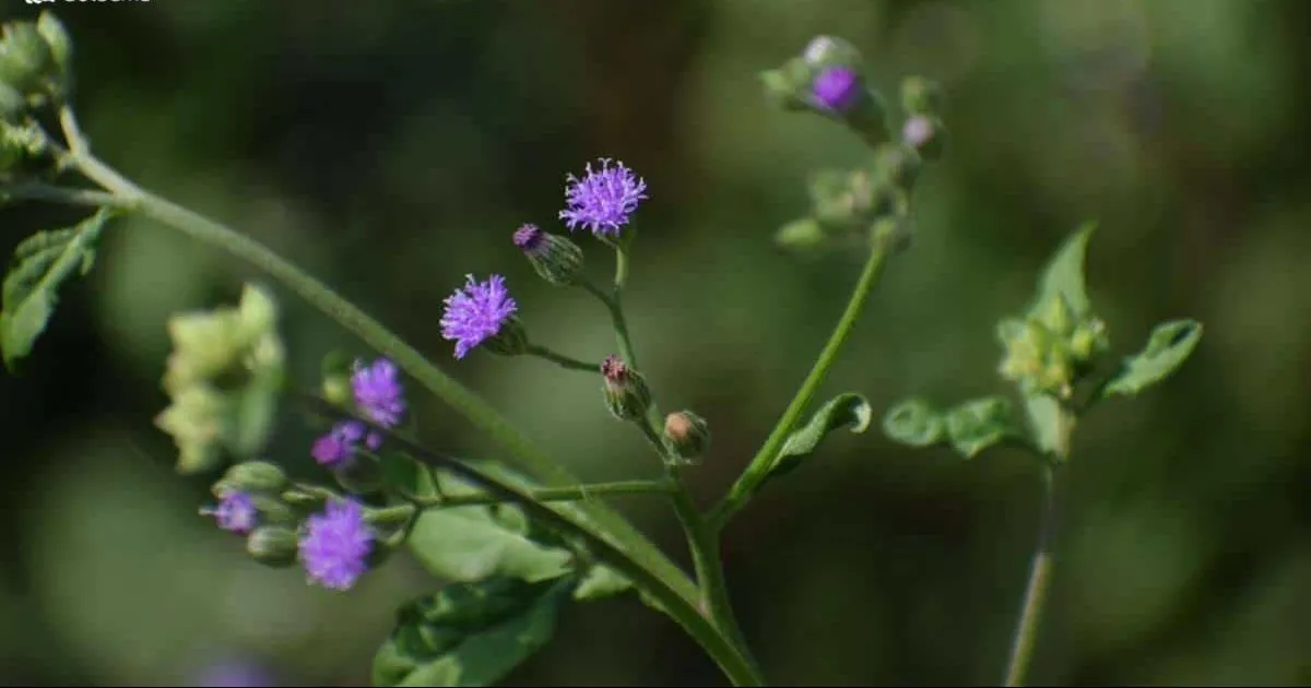 گل ایملیا/منگوله یاسی (Lilac Tasselflower‌)نام علمی: (Emilia sonchifolia)