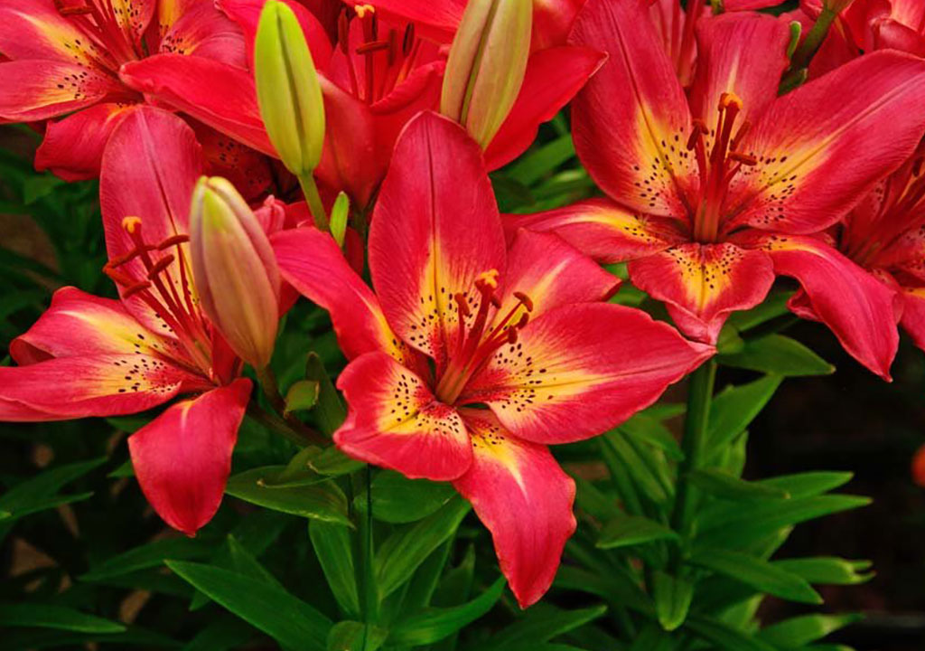 Lilium flower گل لیلیوم